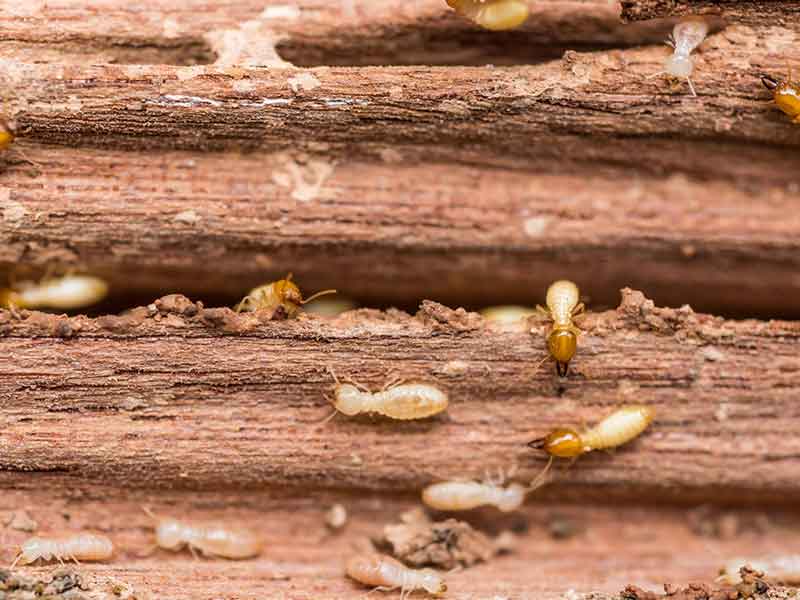 termite-control